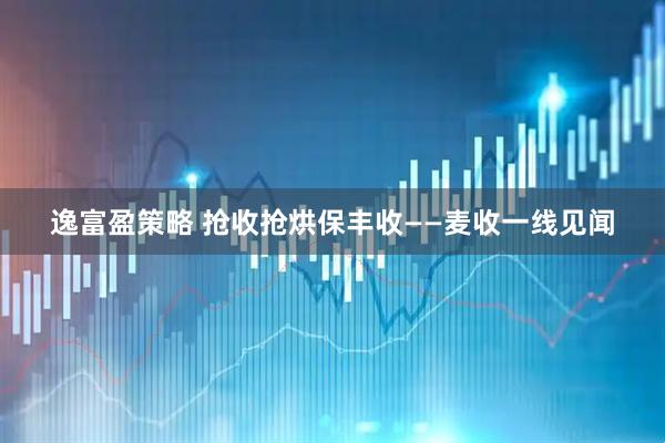 逸富盈策略 抢收抢烘保丰收——麦收一线见闻